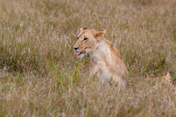 Lion resting on grasslands in the Masai Mara, Kenya, Africa