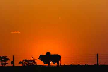 Silhouette of an ox on the farm with sun background. Photo in Brazil