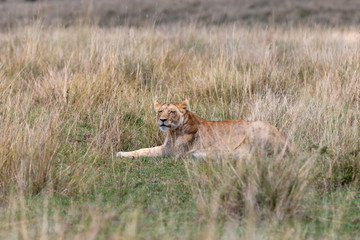 Lion on safari on the Masai Mara, Kenya, Africa