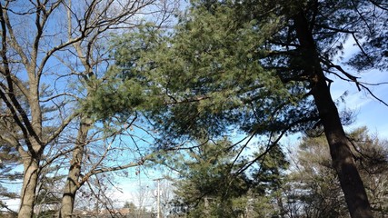 trees and sky