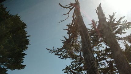 tree in the forest