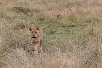 Lion prowling on the Masai Mara, Kenya, Africa