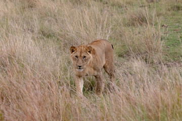 Lion prowling on the Masai Mara, Kenya, Africa