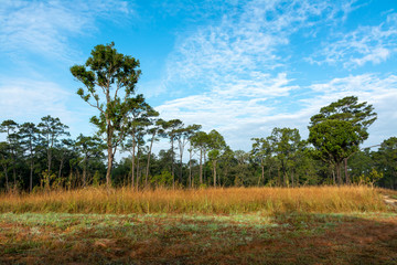 Obraz premium landscape with trees and blue sky