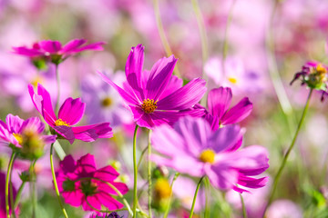 Fototapeta premium purple cosmos flowers in the garden