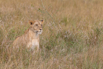 Lion watchful on the Masai Mara, Kenya, Africa with copy space