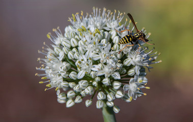 Yellow Jacket on flower