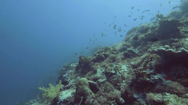 Sea fish swimming underwater among coral reef and seaweed. Scool of fish in blue sea on coral reef landscape. Scuba diving in deep ocean. Underwater life and marine world.