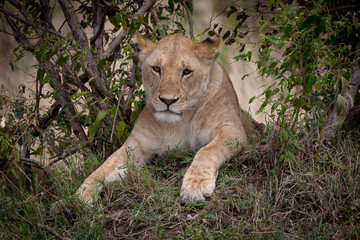 Fototapeta na wymiar Lion isolated on safari in the Masai Mara, Kenya, Africa