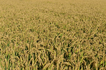 Mature rice in the field