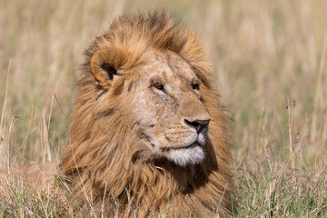 Male lion in the Masai Mara, Kenya Africa