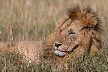 Male lion in the Masai Mara, Kenya Africa