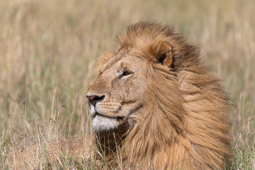 Fototapeta na wymiar Male lion on the Masai Mara, Kenya, Africa