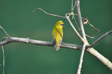 Oriental white eye bird