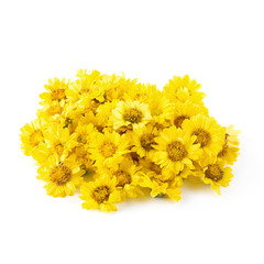 Yellow Chrysanthemum flowers isolated on white background