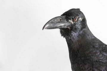 Crow on a white background
