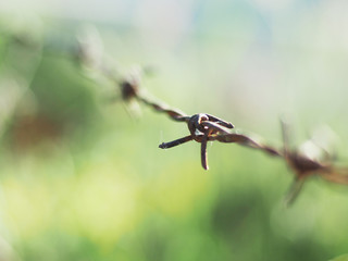 prik fence and blur background