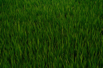 Obraz premium Green grass texture
