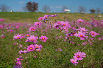 一面に咲くピンク色のコスモス
