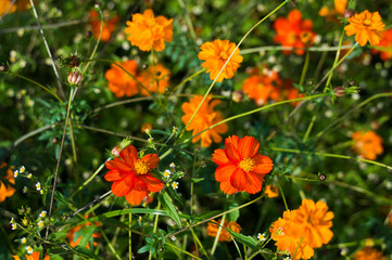 一面に咲くオレンジ色のコスモス