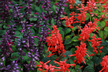  violet and red flowers on field