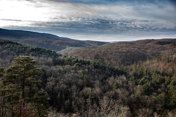 Maryland forest