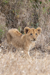 Lion cub in grasslands in Kenya, Africa