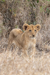 Obraz na płótnie Canvas Lion cub in grasslands in Kenya, Africa
