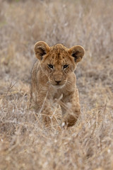 Lion cub in grasslands in Kenya, Africa