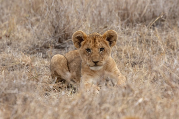 Fototapeta na wymiar Lion cub in grasslands in Kenya, Africa