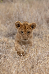 Fototapeta na wymiar Lion cub in grasslands in Kenya, Africa