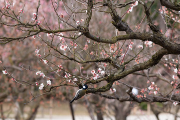 梅と鳥
