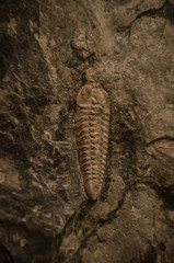 Picture of an extint trilobite