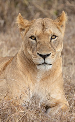 Lion portrait in Kenya Africa