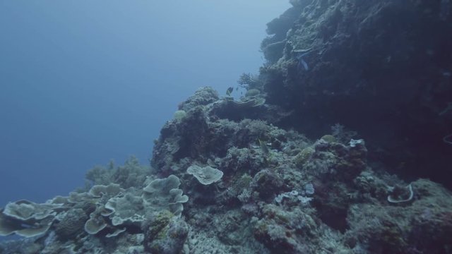 Beautiful coral reef and sea fish underwater. Sea animal on coral reef and fish swimming underwater. Watching marine life while scuba diving in dep ocean