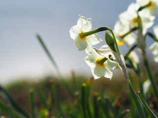 水仙の花