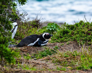 African Penguin Laying Down