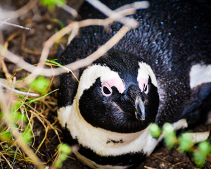 African Penguin Close Up
