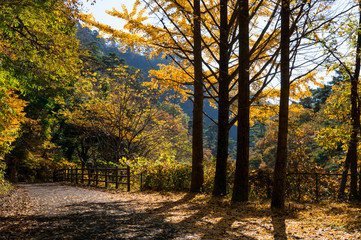 紅葉した木々の間を通る道