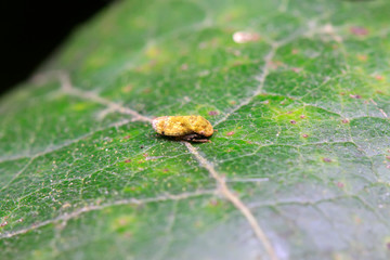 leafhopper on plant