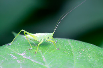 longhorned grasshoppers nymphs