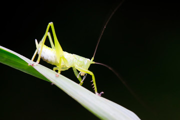 longhorned grasshoppers nymphs