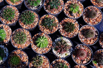 Top view of various type of cactus pot in the sunrise. 