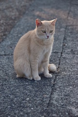 野良猫～Stray cats.