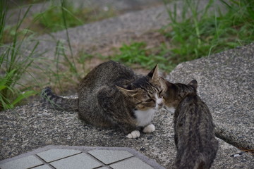 野良猫～Stray cats.