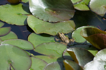 Natural background with water Lily leaves and a little frog in the water.