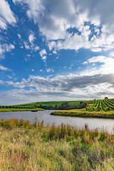 Obraz premium Yarra Valley Vines vert