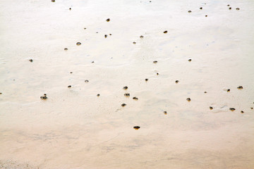crab in tidal flats