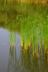 Rushes in the pond