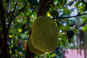 Tropical jackfruit on tree